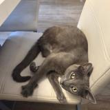 Foto del gato perdido en Morieres Les Avignon