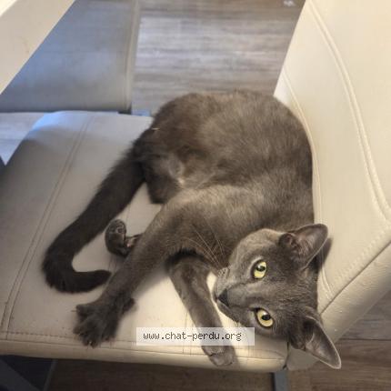 Foto 1/1 Silver Chat perdido en Morieres les avignon