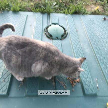 Foto 1/1 Gato encontrado Encontrado en Marseillan