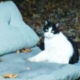 Foto del gato perdido en Villiers Saint Denis