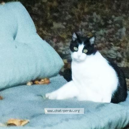 Foto 1/1 FELIX Chat perdido en Villiers saint denis