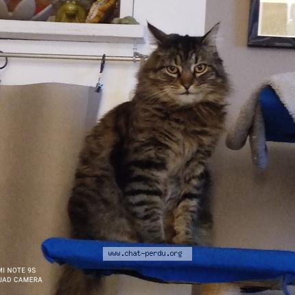 Foto 1/1 Looper Chat perdido en Gap