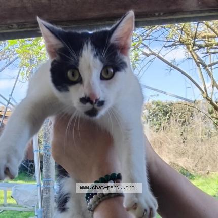 Foto 1/1 Gato encontrado Encontrado en Cerizay