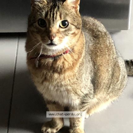 Foto 1/1 José Chat perdido en Aix en provence