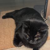 Foto del gato perdido en Mallemort