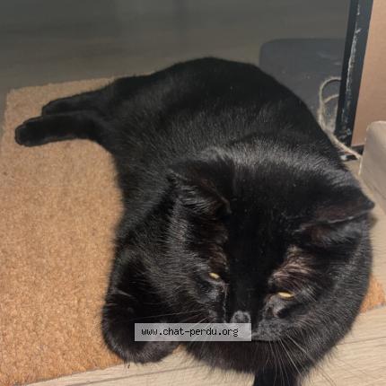 Foto 1/1 Willie Chat perdido en Mallemort