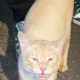 Foto de gato encontrado en Les Clays Sous Bois