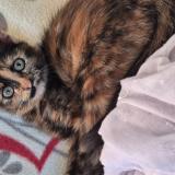 Foto del gato perdido en Maure De Bretagne