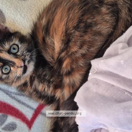 Foto 1/1 Kyra Chat perdido en Maure de bretagne