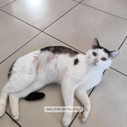 Foto 1/1 Rumi Chat perdido en Valenciennes 59300