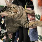 Foto del gato perdido en Lille