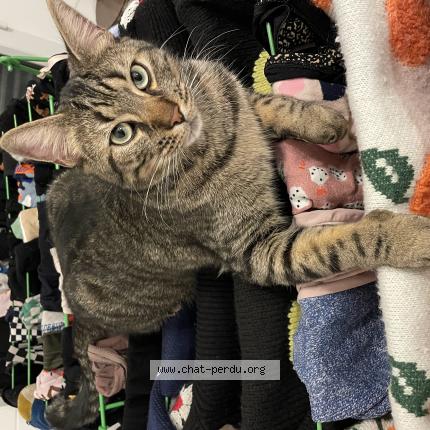 Foto 1/1 Pancake Chat perdido en Lille