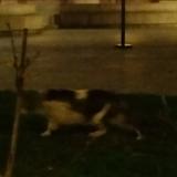 Foto de gato encontrado en Paris