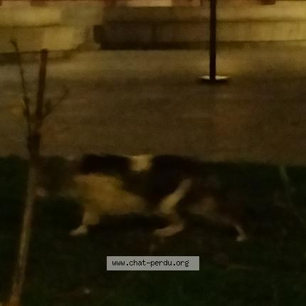 Foto 1/1 Gato encontrado Encontrado en Paris