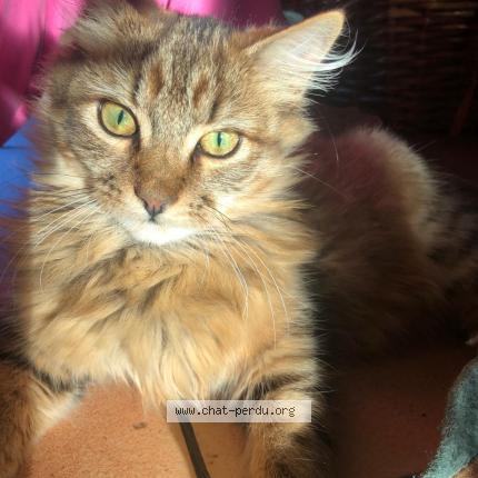 Foto 1/1 Rikiki Chat perdido en Fussey