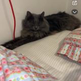 Foto del gato perdido en Orvault