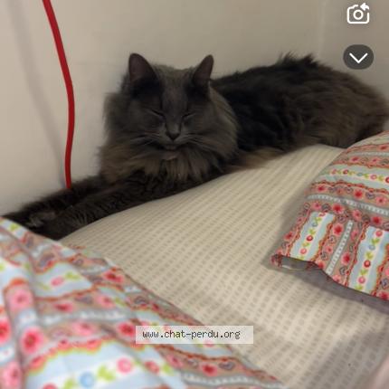 Foto 1/1 Midnight Chat perdido en Orvault