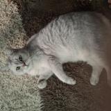 Foto del gato perdido en Marseille