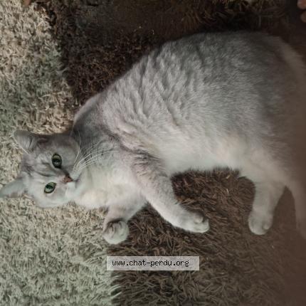 Foto 1/1 Hermine Chat perdido en Marseille