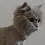 Foto del gato perdido en Lahore