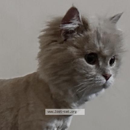 Foto 1/1 Julia Chat perdido en Lahore