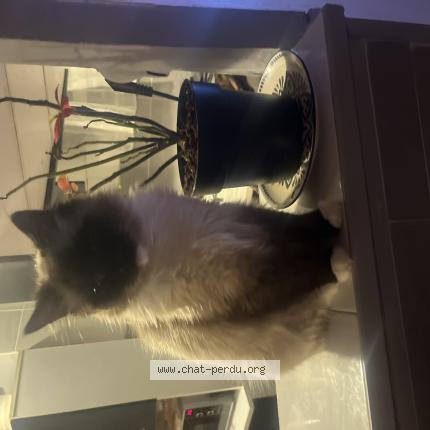 Foto 1/1 Lokza Chat perdido en Villejuif