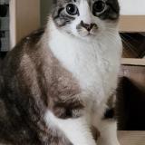 Foto del gato perdido en Nantes