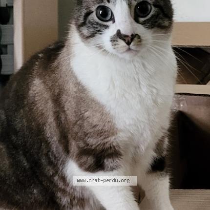 Foto 1/1 Luffy Chat perdido en Nantes