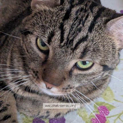 Foto 1/1 Firmin Chat perdido en Port d envaux