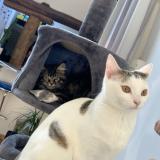 Foto del gato perdido en Lixy