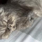 Foto del gato perdido en Lahore