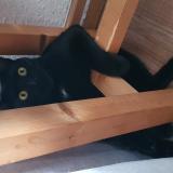 Foto del gato perdido en Crolles