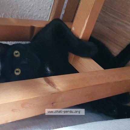 Foto 1/1 Tara Chat perdido en Crolles