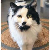 Foto del gato perdido en Cannes