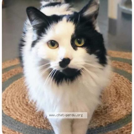 Foto 1/1 Mia Chat perdido en Cannes