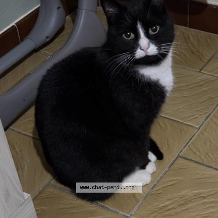 Foto 1/1 Roméo Chat perdido en Roux