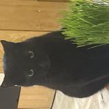 Foto del gato perdido en Montpellier