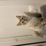 Foto del gato perdido en Roubaix