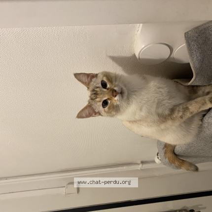 Foto 1/1 Minouche Chat perdido en Roubaix