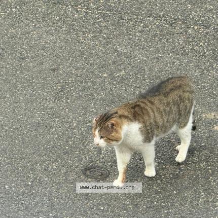 Foto 1/1 Gato encontrado Encontrado en Caromb