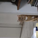 Foto del gato perdido en Le Luc