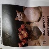 Foto del gato perdido en Sourzac