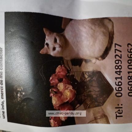 Foto 1/1 Lucette Chat perdido en Sourzac