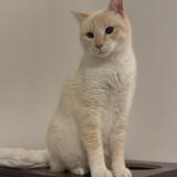 Foto del gato perdido en Cransac