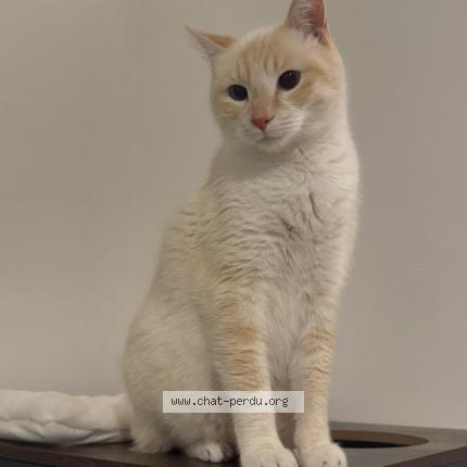 Foto 1/1 Mama Chat perdido en Cransac