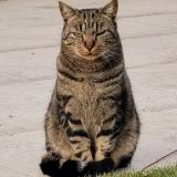 Foto de un gato reunido en Gland