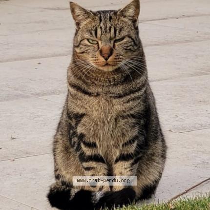 Foto 1/1 Gato encontrado Perdido en Gland