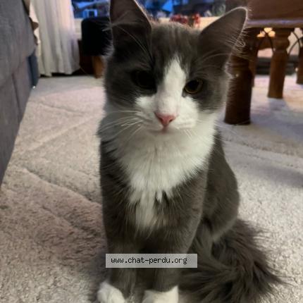 Foto 1/1 Billy Chat perdido en Boussy st antoine