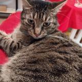 Foto del gato perdido en Nantes