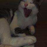 Foto del gato perdido en Rochefort